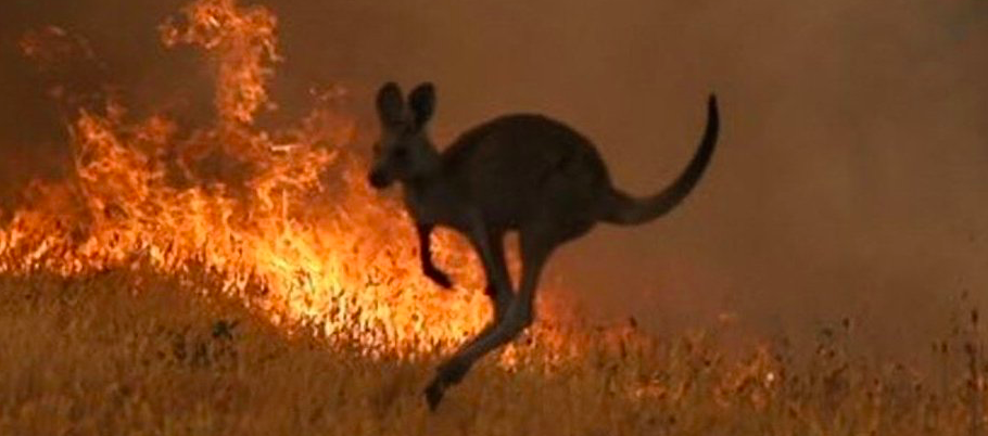 kangaroo